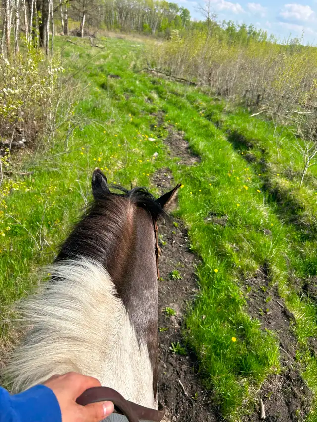 TC Performance Horse Training - Photo 10