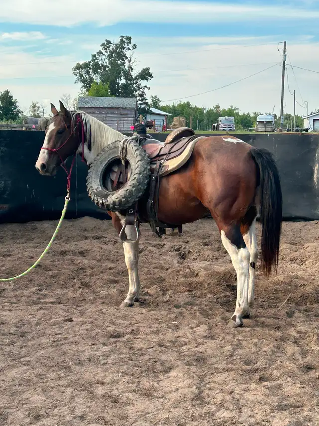 TC Performance Horse Training - Photo 11