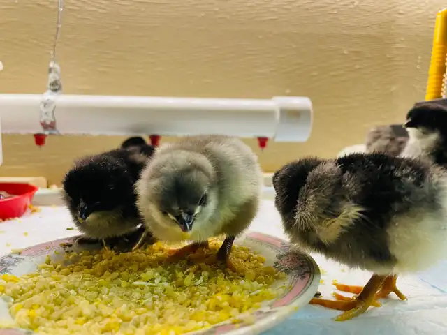 Jersey Giant chicks - Photo 2