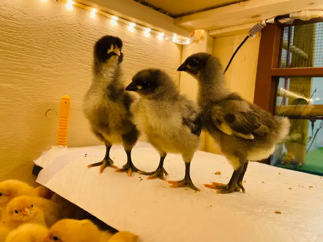 Jersey Giant chicks - Photo 3