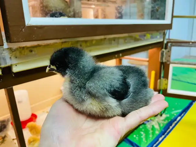 Jersey Giant chicks - Photo 4