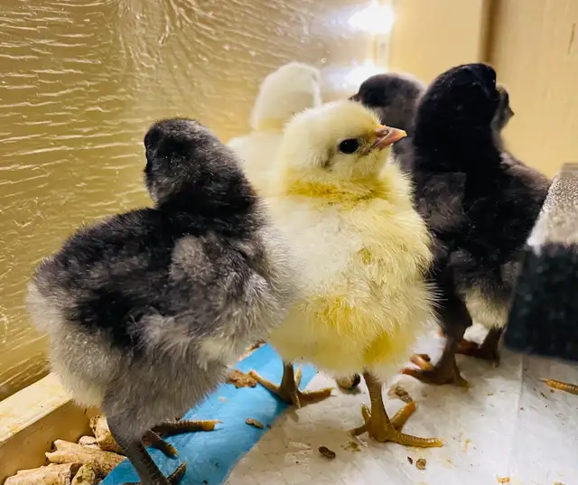 Jersey Giant chicks - Photo 6