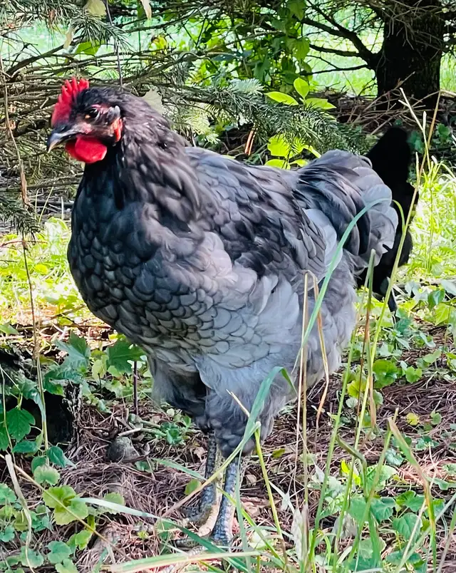 Jersey Giant chicks - Photo 8