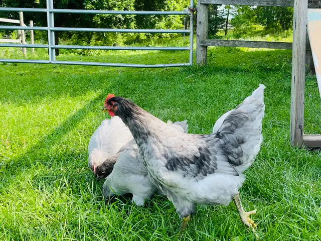 Jersey Giant chicks - Photo 9