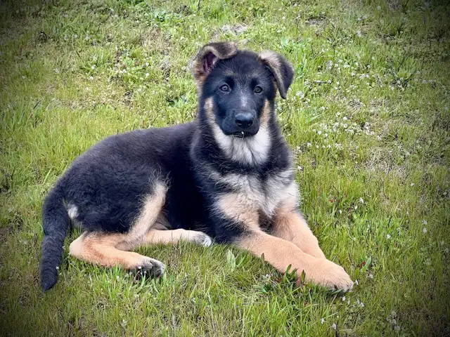 CKC REGISTERED GERMAN SHEPHERD PUPPIES.1 BOY AND 1 GIRL AVAILABL