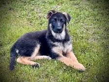 CKC REGISTERED GERMAN SHEPHERD PUPPIES.1 BOY AND 1 GIRL AVAILABL