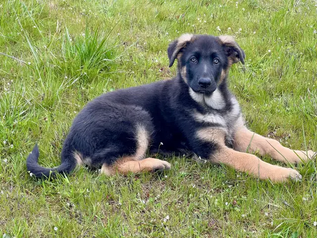 CKC REGISTERED GERMAN SHEPHERD PUPPIES.1 BOY AND 1 GIRL AVAILABL - Photo 2