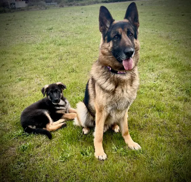 CKC REGISTERED GERMAN SHEPHERD PUPPIES.1 BOY AND 1 GIRL AVAILABL - Photo 3