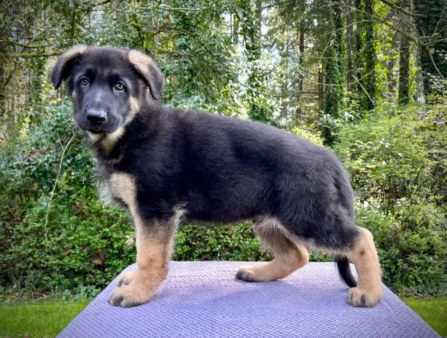 CKC REGISTERED GERMAN SHEPHERD PUPPIES.1 BOY AND 1 GIRL AVAILABL - Photo 4