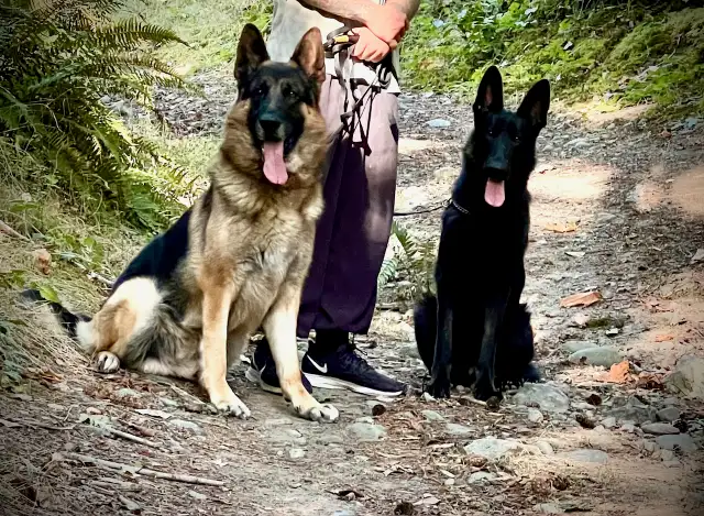 CKC REGISTERED GERMAN SHEPHERD PUPPIES.1 BOY AND 1 GIRL AVAILABL - Photo 5