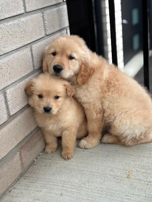 Mini Golden Retriever Purebred