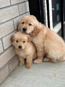 Mini Golden Retriever Purebred