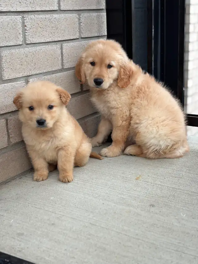 Mini Golden Retriever Purebred - Photo 2