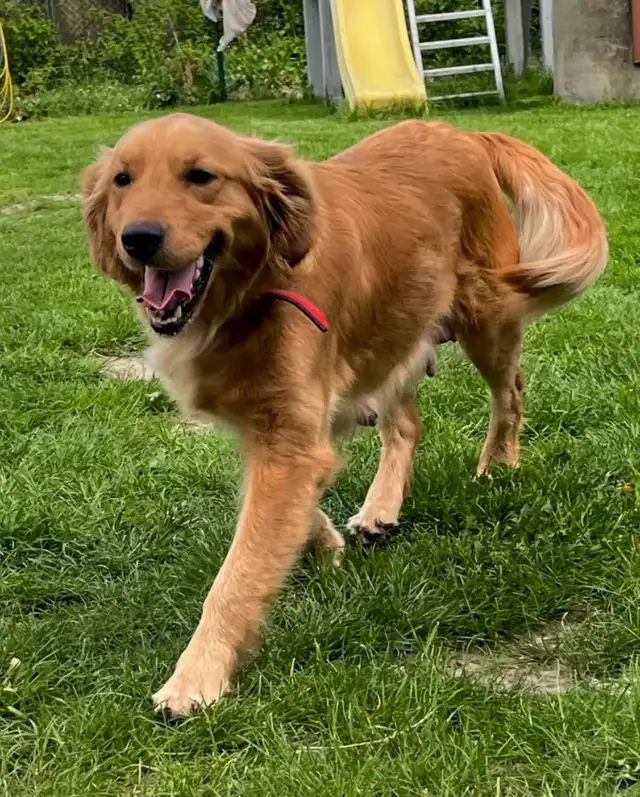 Mini Golden Retriever Purebred - Photo 3