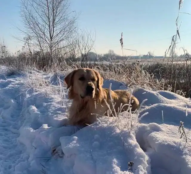 Mini Golden Retriever Purebred - Photo 4
