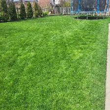Lawn Care Service - Photo 3