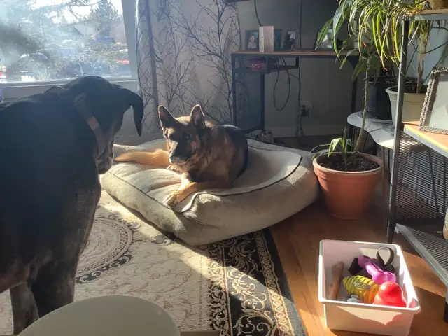 Petsitting - Photo 2