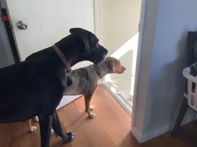 Petsitting - Photo 3