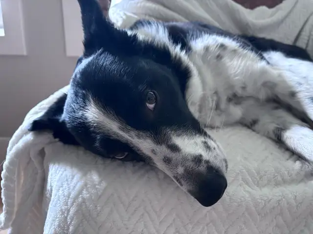 Petsitting - Photo 4