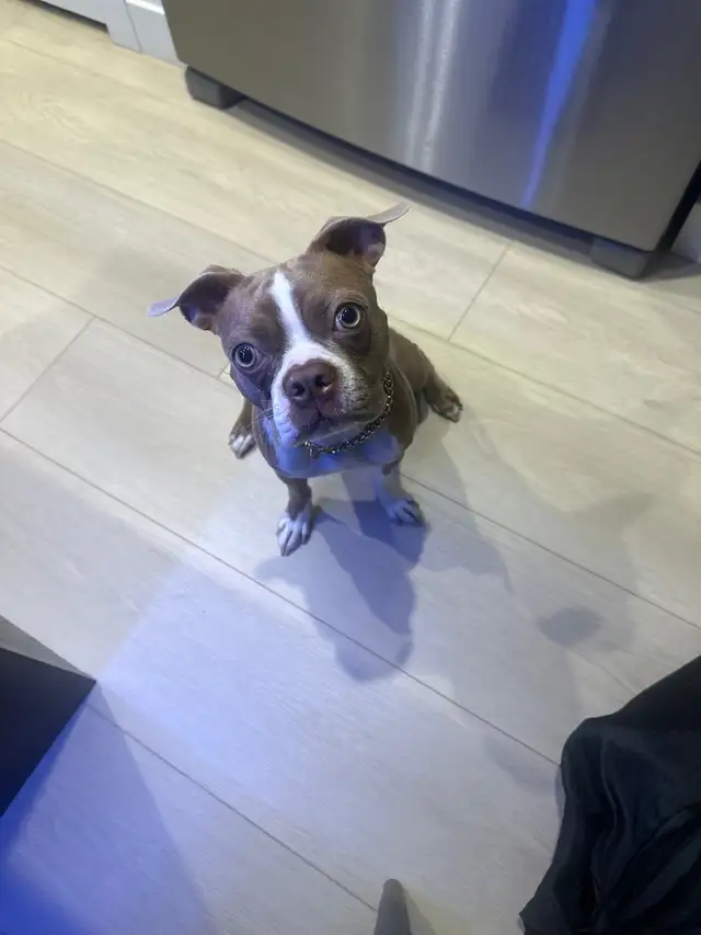 Petsitting - Photo 5