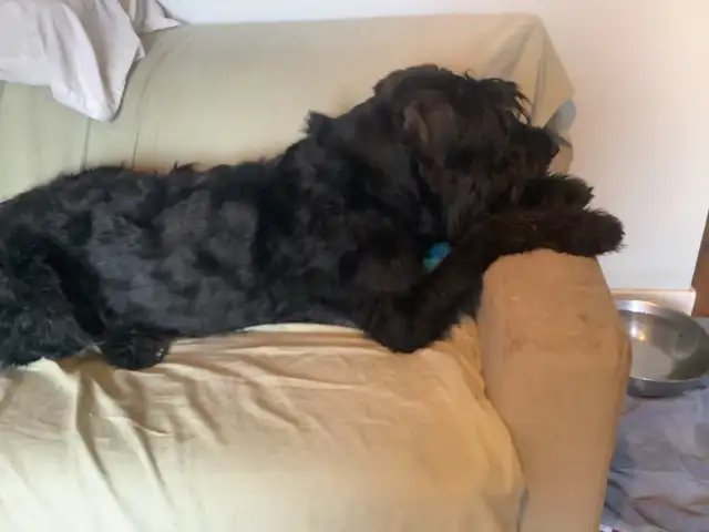 Petsitting - Photo 7