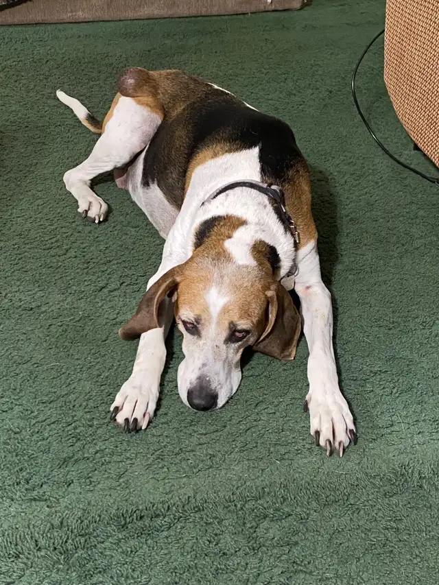 Petsitting - Photo 8