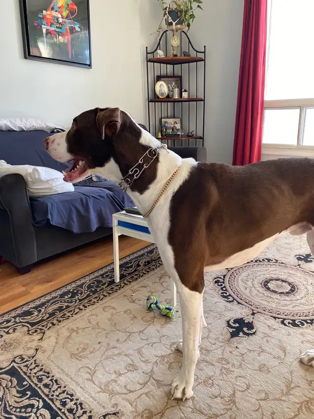 Petsitting - Photo 9