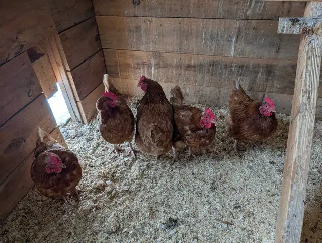 5 Bovan Brown Hens