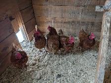 5 Bovan Brown Hens