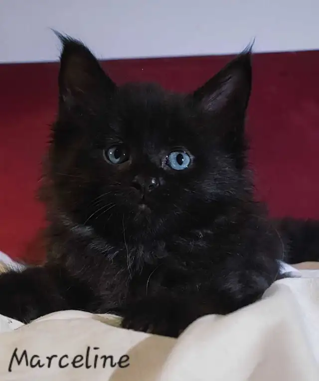 Mainecoon Kittens for sale