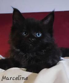 Mainecoon Kittens for sale