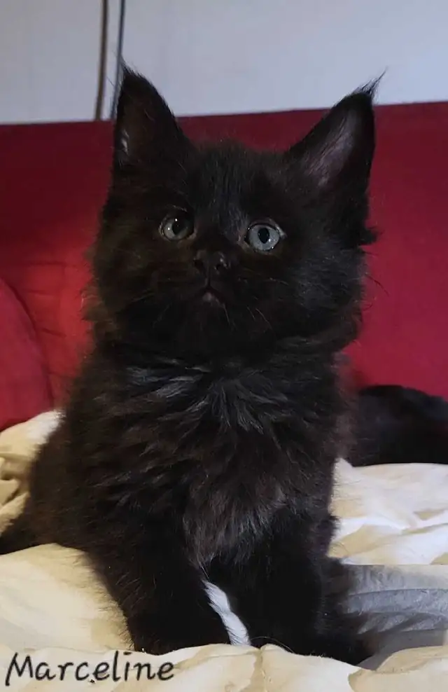 Mainecoon Kittens for sale - Photo 2