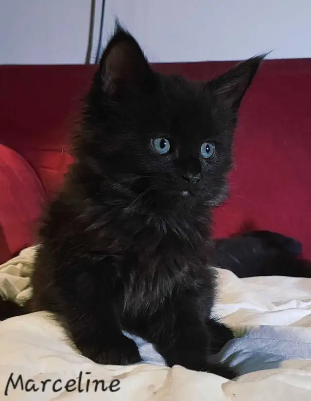Mainecoon Kittens for sale - Photo 3