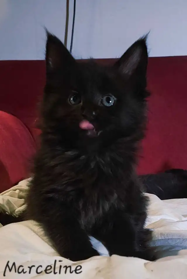 Mainecoon Kittens for sale - Photo 4