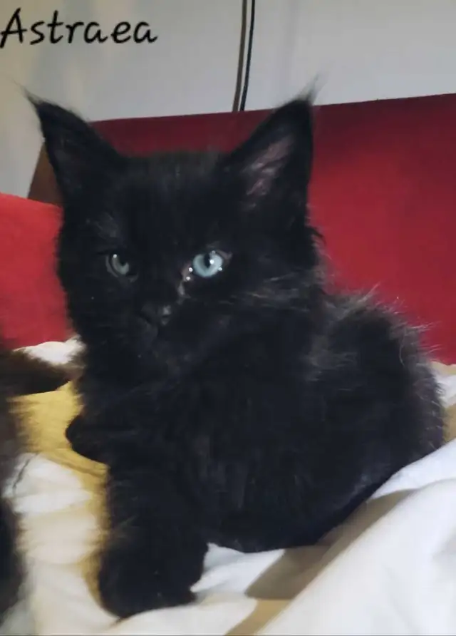 Mainecoon Kittens for sale - Photo 5