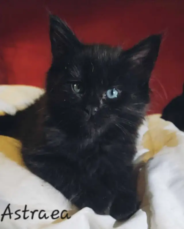 Mainecoon Kittens for sale - Photo 6