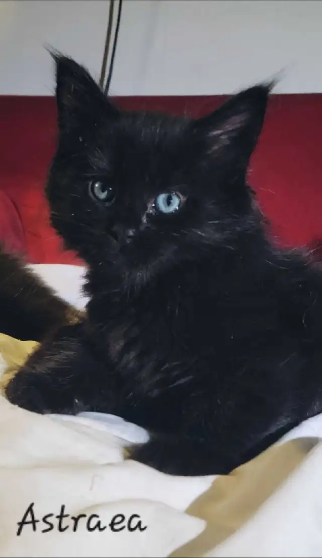 Mainecoon Kittens for sale - Photo 7