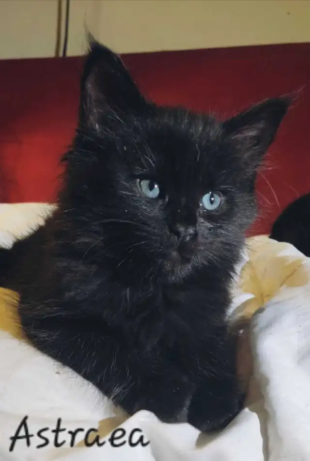 Mainecoon Kittens for sale - Photo 8