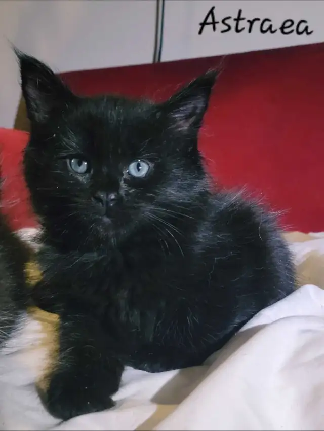 Mainecoon Kittens for sale - Photo 9