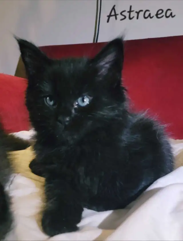 Mainecoon Kittens for sale - Photo 10