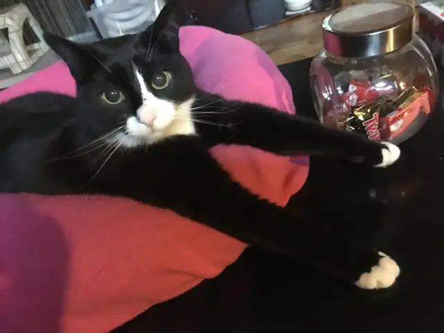 Pension pour Chat et Visites à Domicile pour chat