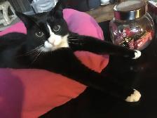 Pension pour Chat et Visites à Domicile pour chat