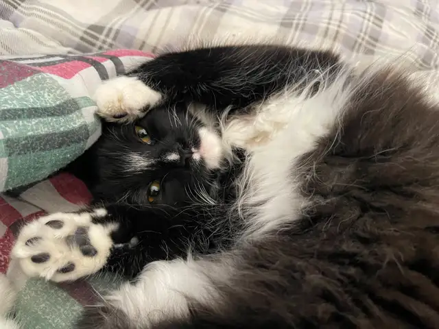 Pension pour Chat et Visites à Domicile pour chat - Photo 4