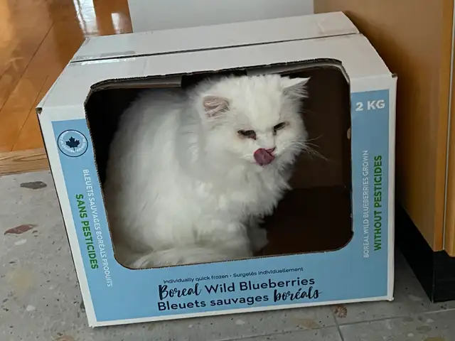 Pension pour Chat et Visites à Domicile pour chat - Photo 6