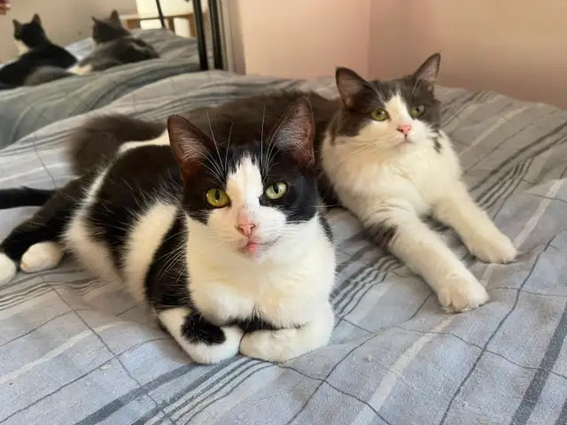 Pension pour Chat et Visites à Domicile pour chat - Photo 7