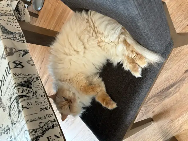 Pension pour Chat et Visites à Domicile pour chat - Photo 8