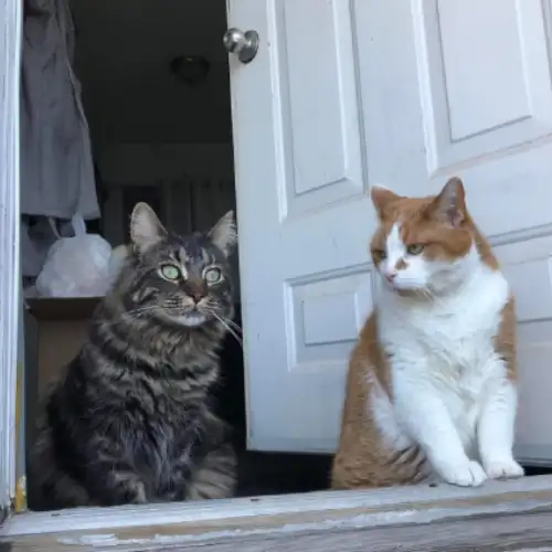 Pension pour Chat et Visites à Domicile pour chat - Photo 9