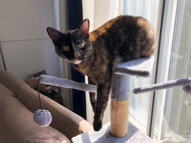 Pension pour Chat et Visites à Domicile pour chat - Photo 10