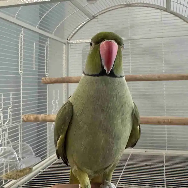 Indian Ringneck