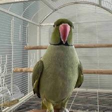 Indian Ringneck
